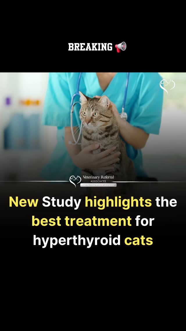 l-carnitine cats hyperthyroidism 🧬 Leading the Way in Feline Care 🧬, We’re proud to share that Dr. Tina Conway, DVM, MA, DACVIM (SAIM), isn’t just providing cutting-edge care — she’s shaping the future of feline Peptide Lotion B12 Shots in St. Select Size:60 Softgels