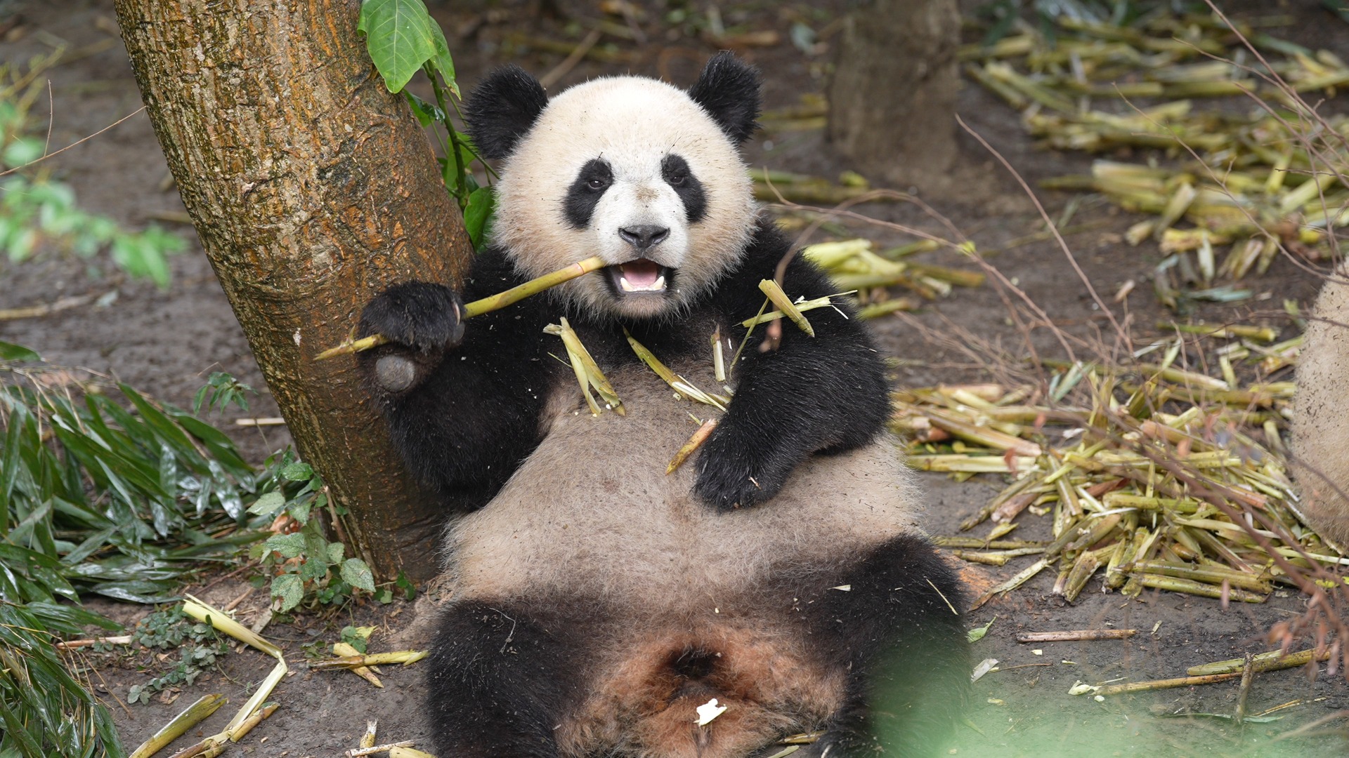 Panda is cute at every angle - whether from the side or the back