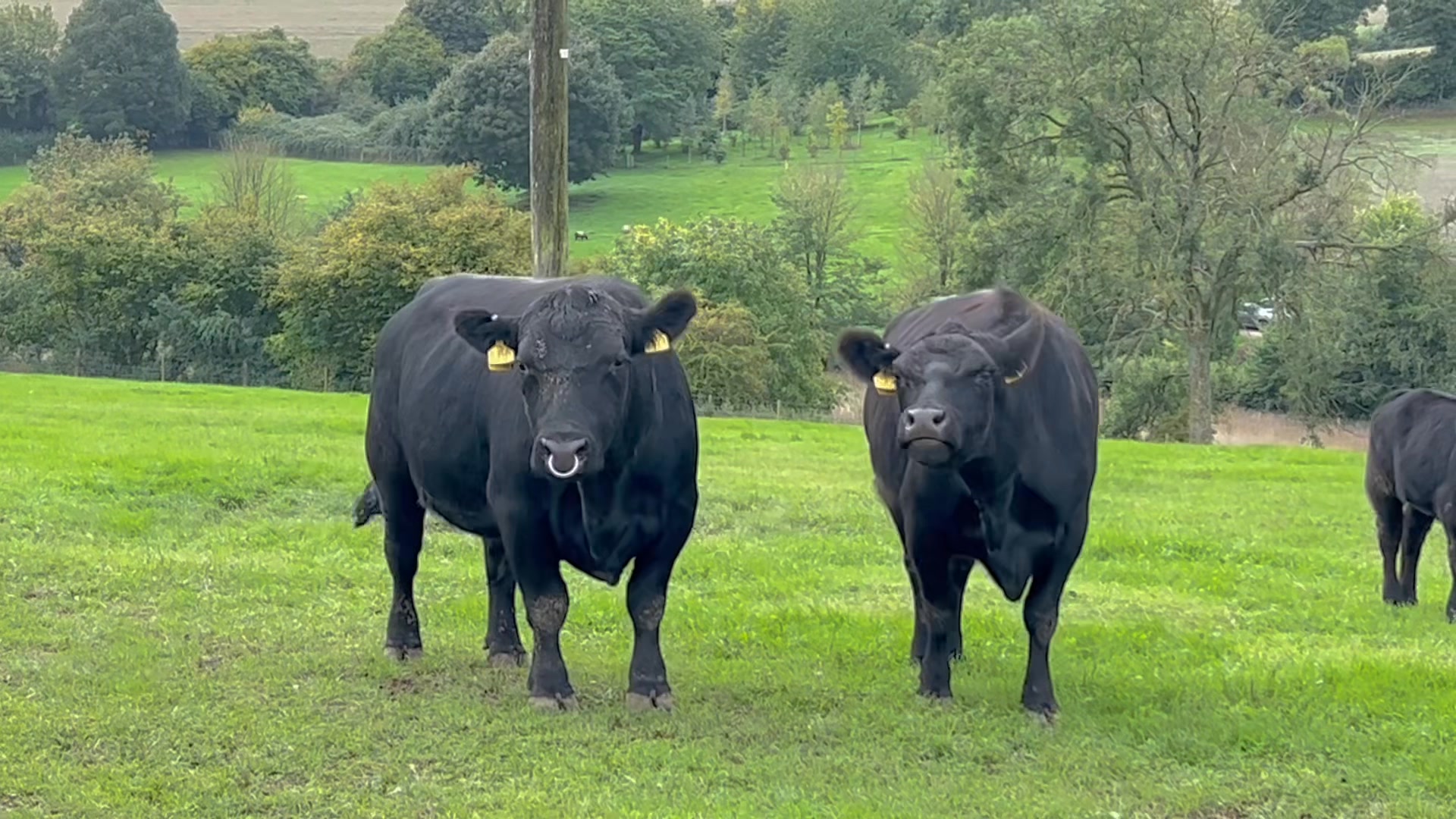 And one more cow and calf for Lot 2 with Wessex Morrison. He joined ...