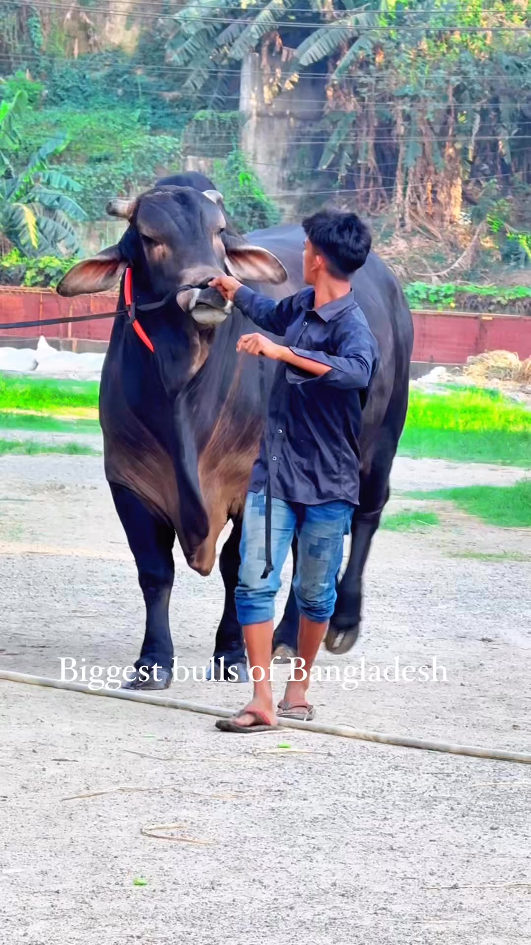 A huge , heavy , heavyweight Sahiwal bull is walking with shepherd 🐄🍀 # ...