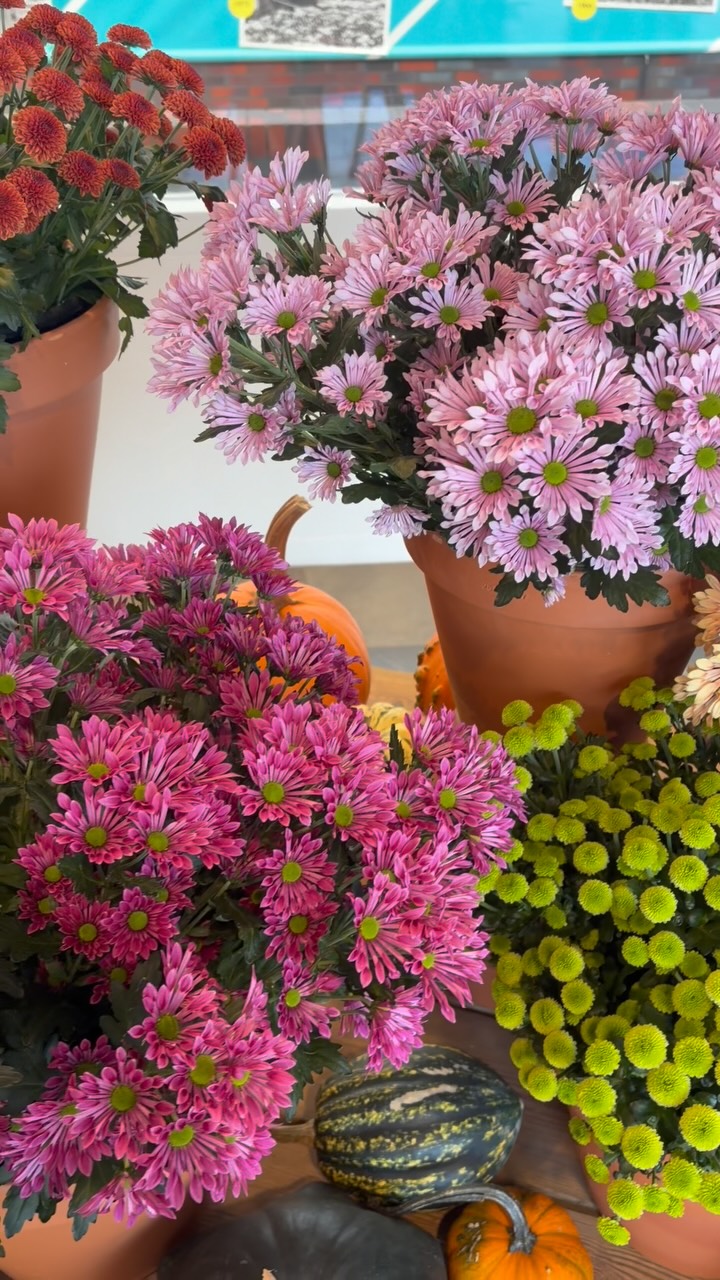 𝑪𝒉𝒓𝒚𝒔𝒂𝒏𝒕𝒉𝒆𝒎𝒖𝒎 𝑽𝒂𝒍𝒍𝒆𝒚, 𝒕𝒉𝒆 𝒂𝒖𝒕𝒖𝒎𝒏 𝒆𝒅𝒊𝒕𝒊𝒐𝒏, #ChrysanthemumValley #AutumnEdition #spray #disbud #santini | Dekker Chrysanten BV