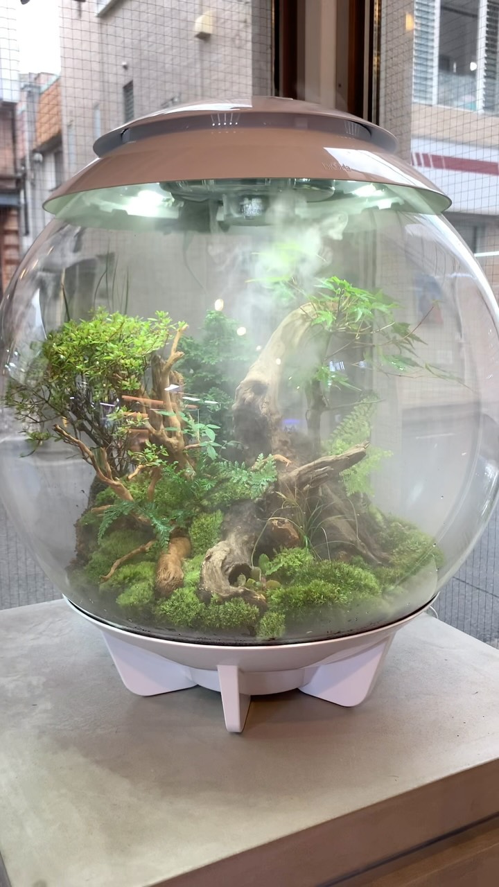 AQUASHOPwasabi（アクアショップワサビ） - Microsorum sp