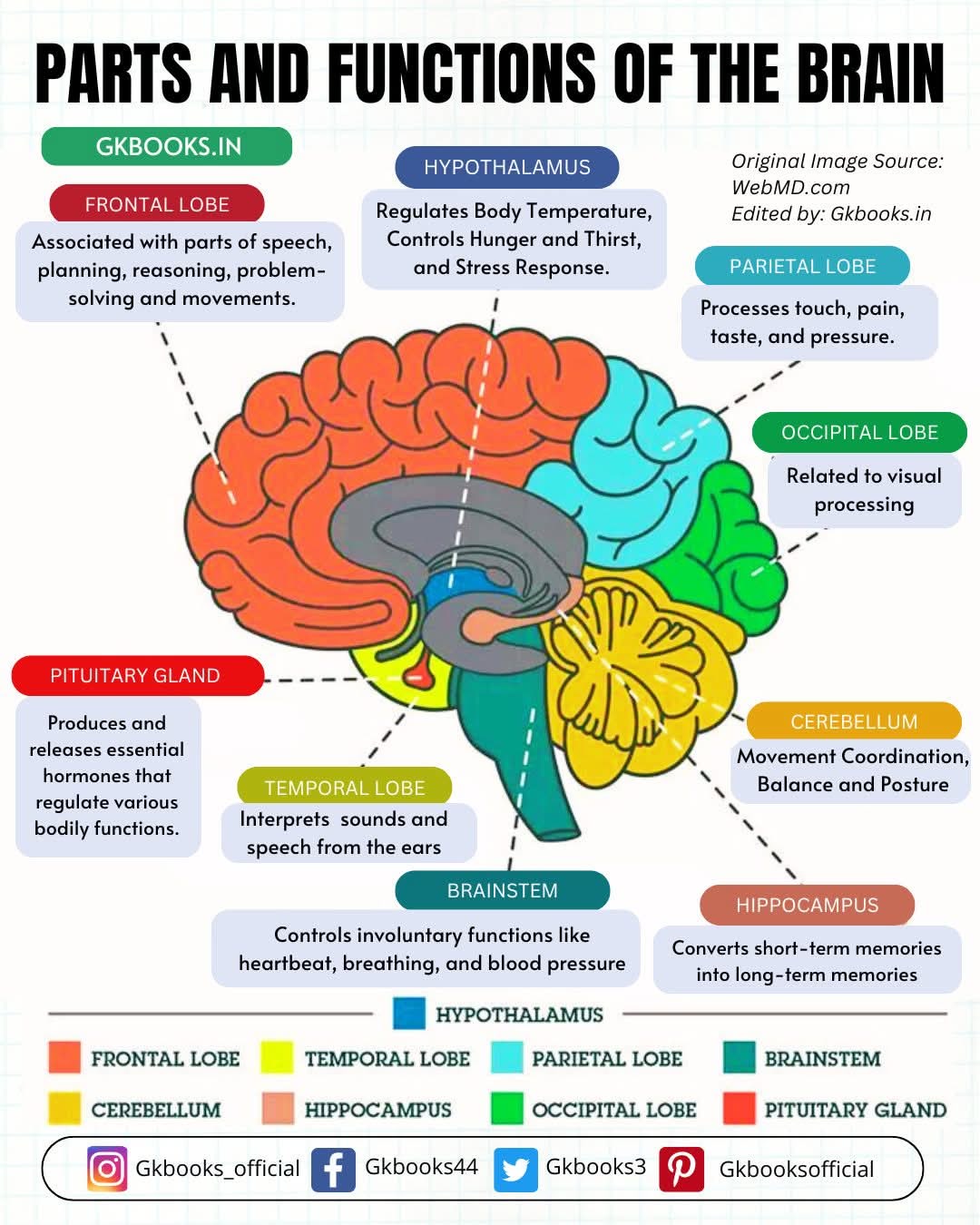 Parts and Function of Brain #brain #biology #partsofbrain #humananatomy ...