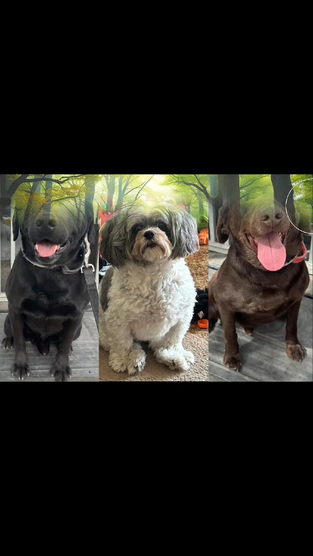 Merging 3 dogs together after crossing the bridge | Glossyimages | Facebook