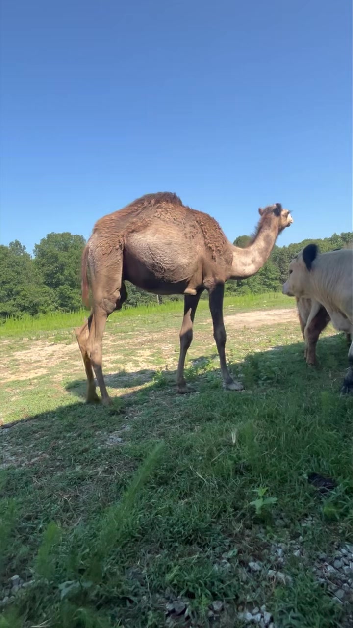Kevin braided Whiskeys bangs🤣 | Clanton Ridge Farm | Facebook