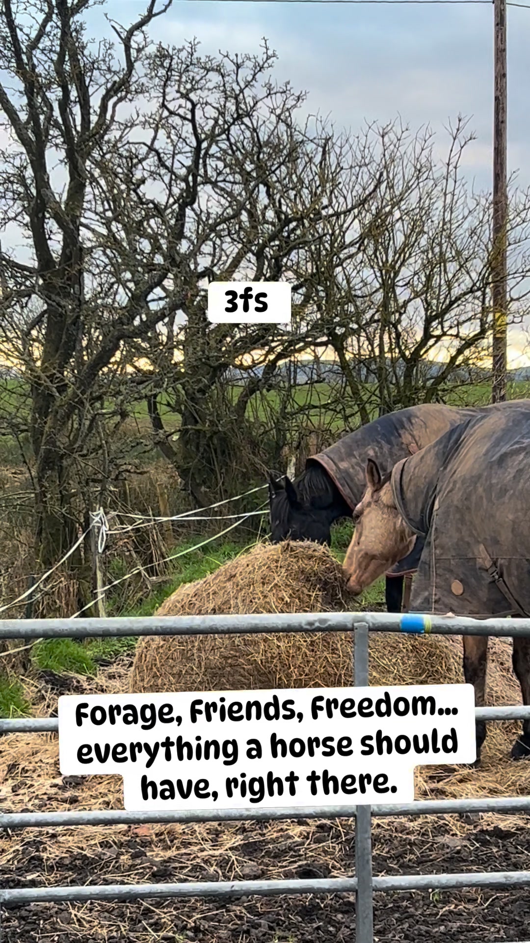 If you ever need a reminder of what actually matters to a horse, watch ...