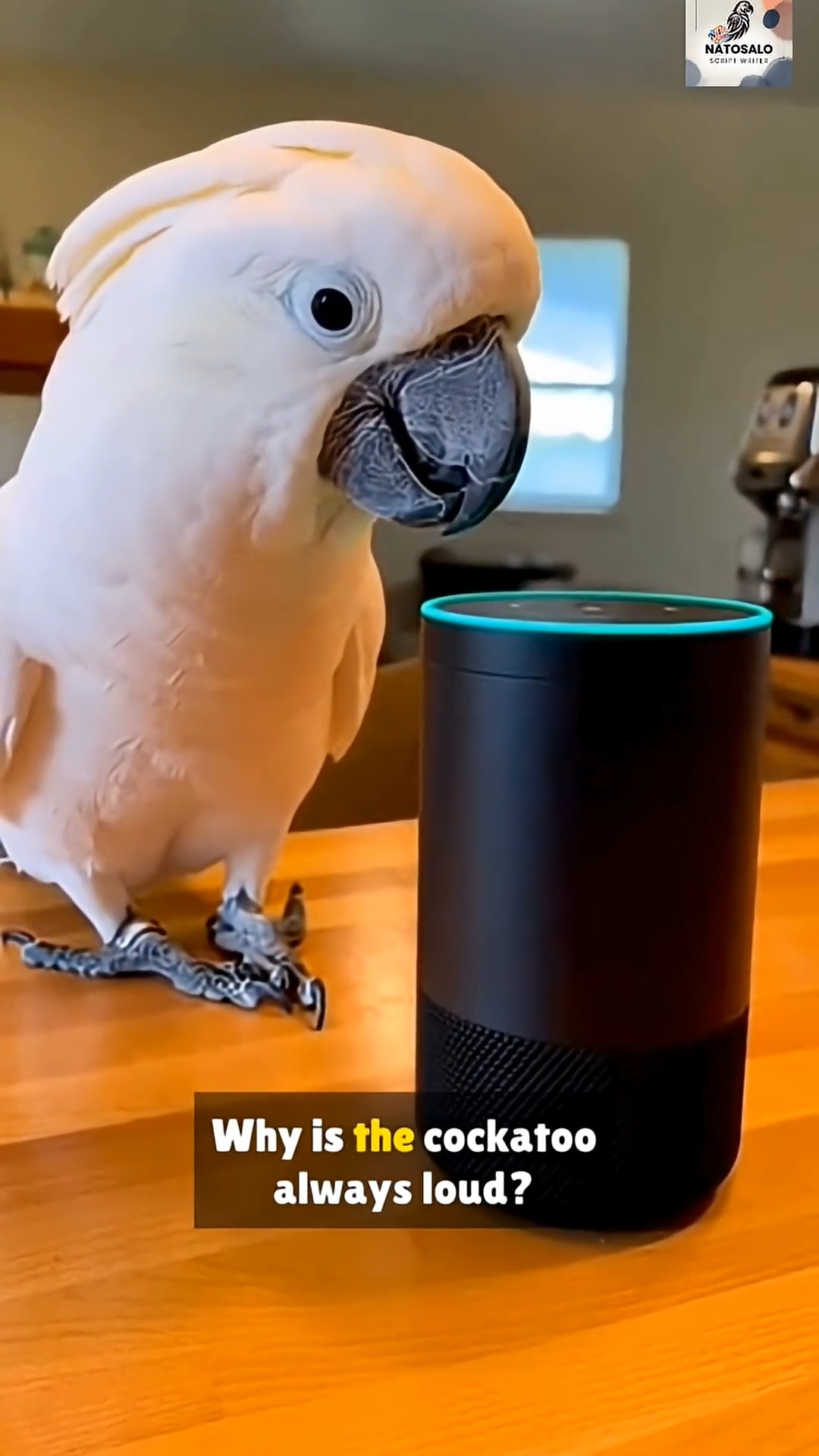 Alexa Outsmart Parrot Funny Moment #funny #talkingparrot #funnybird # ...