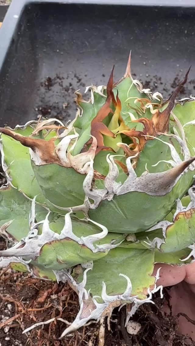 Agave bracteosa 'Moroccan Princess'. This is a really unique agave