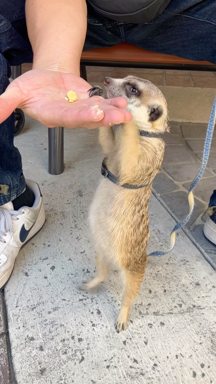 穴をほりほりミーアキャット】 ミーアキャットの高速穴ほり！ 一生懸命