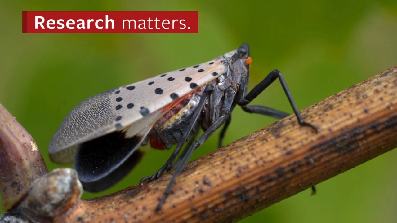 The spotted lanternfly — an invasive species in New York state — could ...