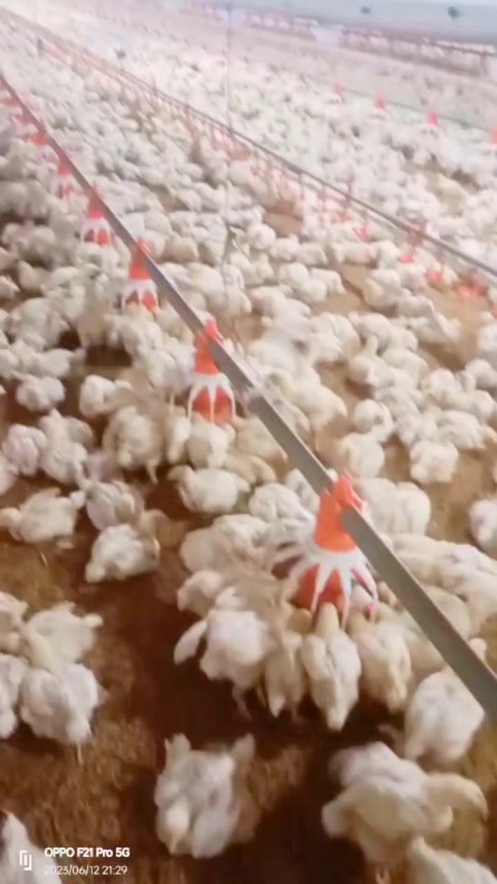 Poultry industry of Pakistan | Multan