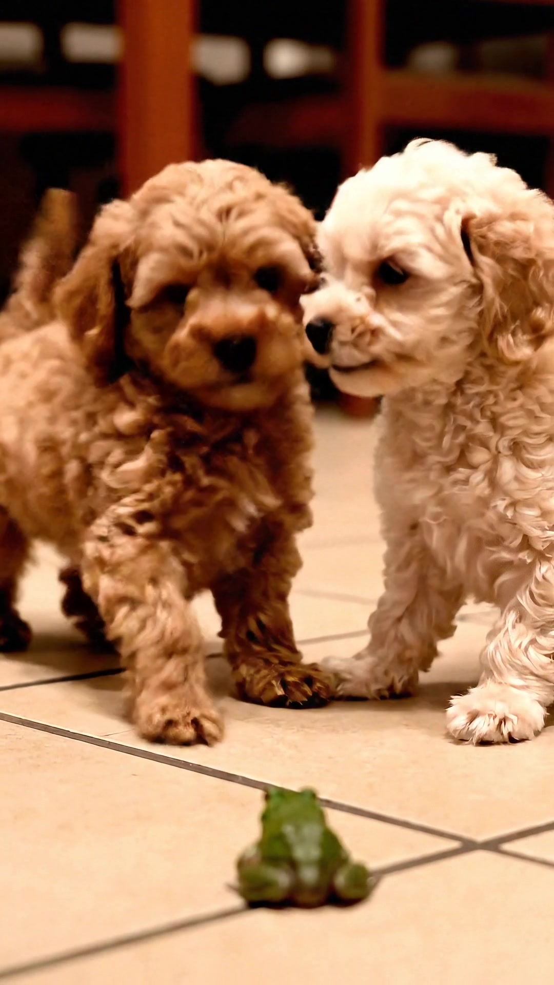 When the toad’s in the way and we need a rescue mission! 🐶🐸💥 | Oh My ...