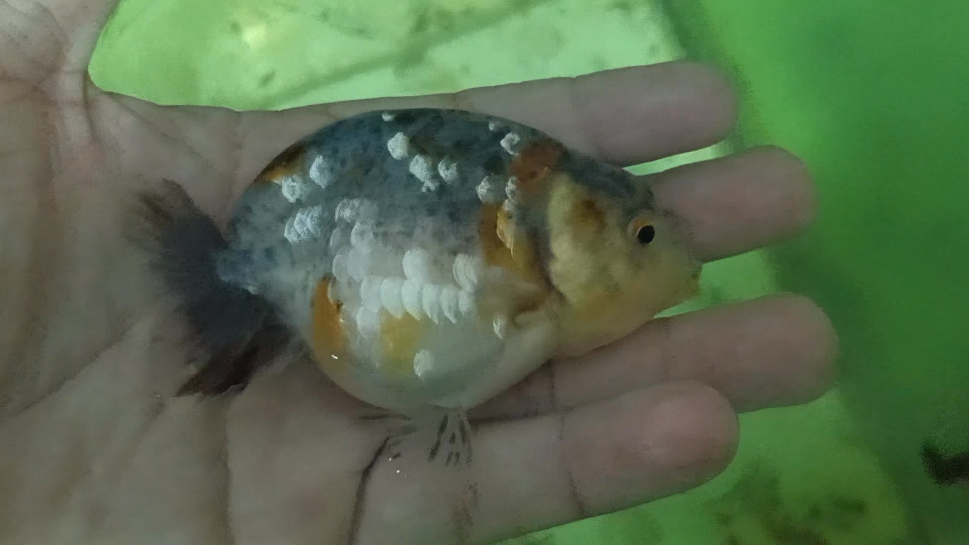 Sun Goldfish