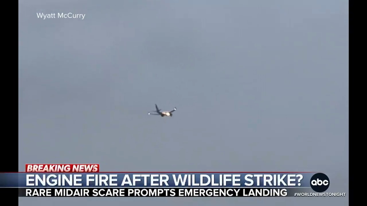 Video shows a... - ABC World News Tonight with David Muir | Facebook