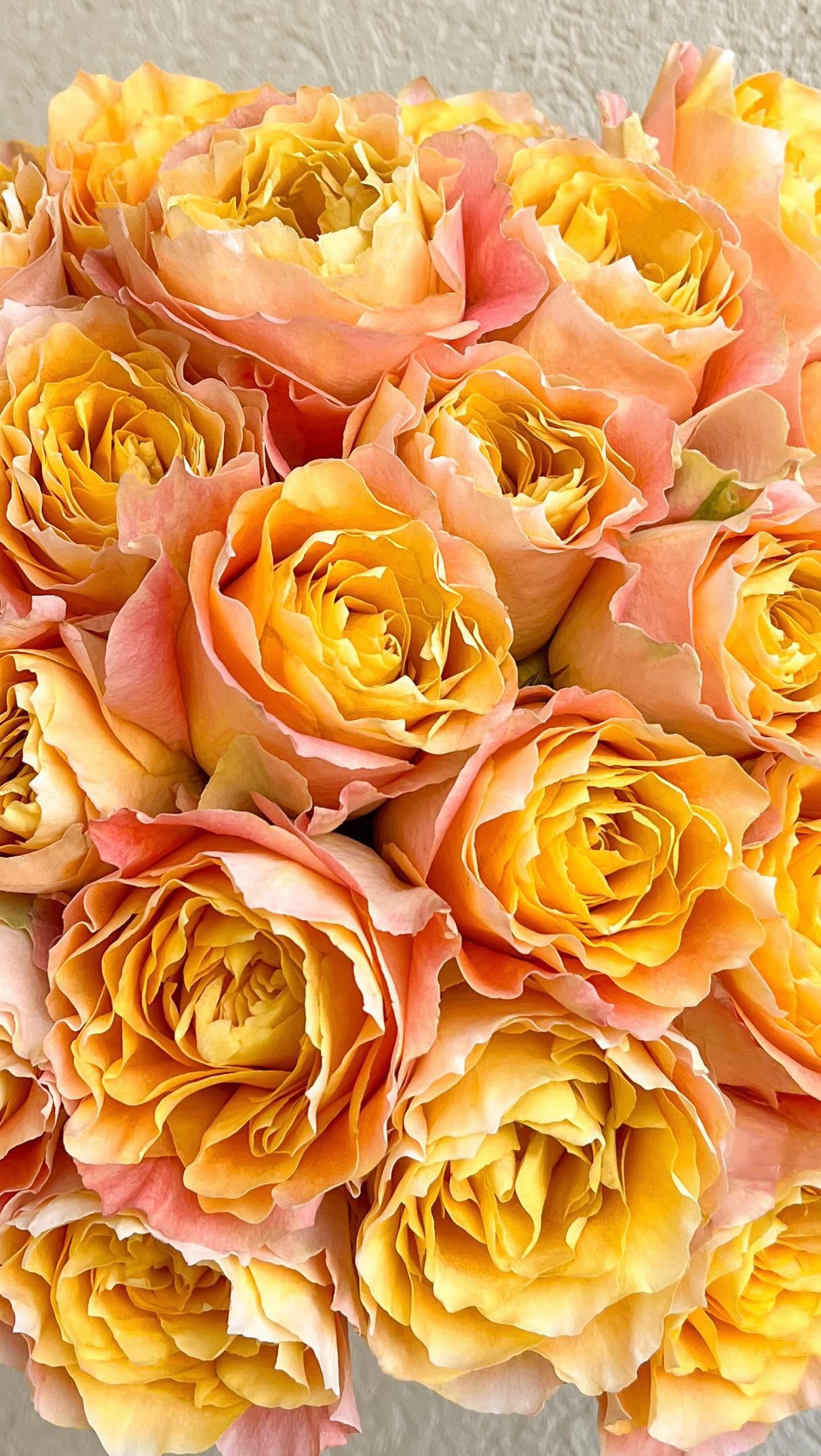 Light Spirit Roses!! ✨⚡️ The sister to Free Spirit, but quickly