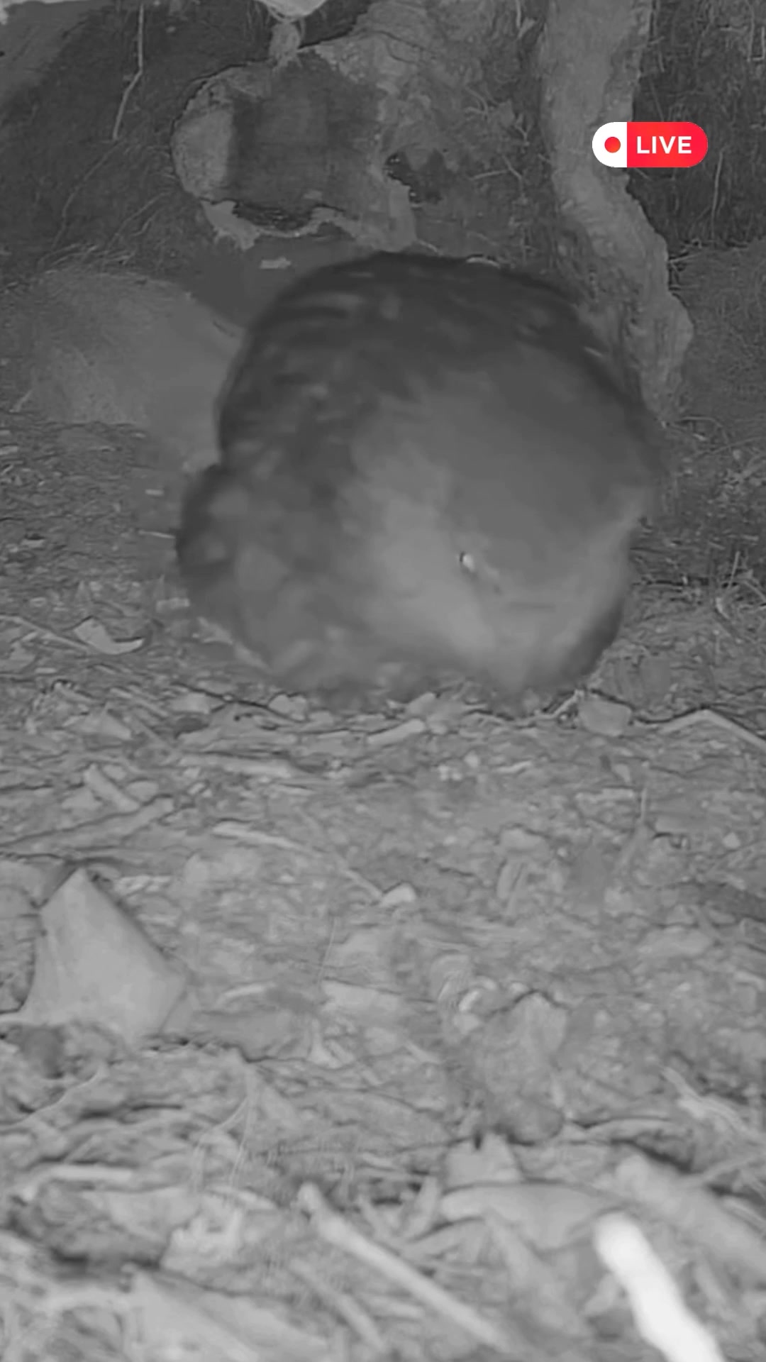 live-now-one-of-the-world-s-rarest-birds-https-www-youtube