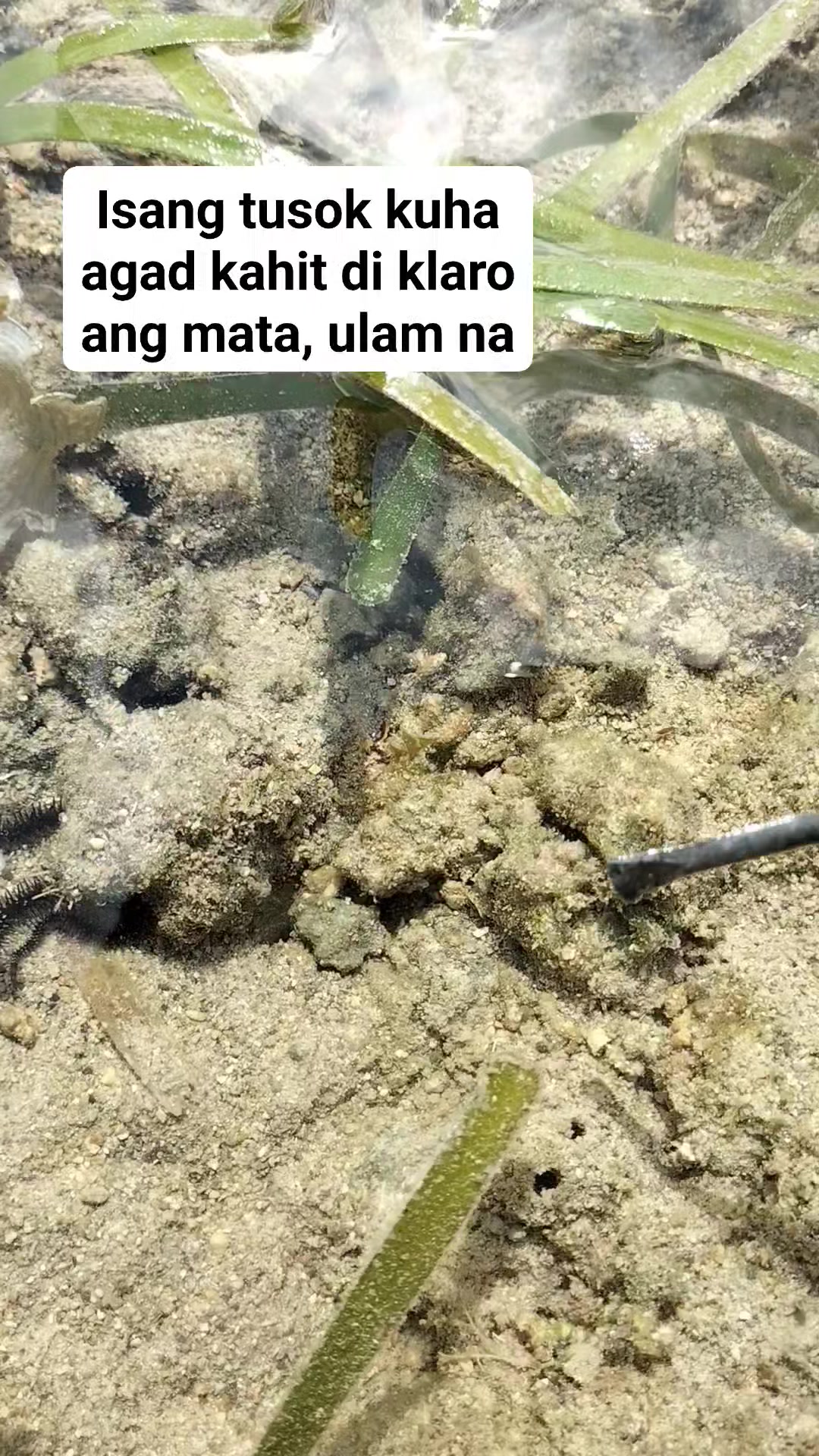 Dalawang Bug-atan shell | Ernalyn Ybañez Rubin | Facebook
