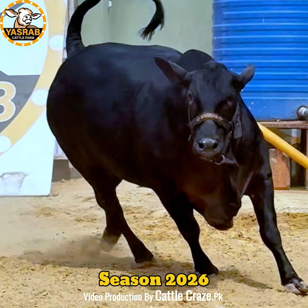 Black Heavy Beauty from YASRAB Cattle farm… 👌🏼 Visit us for Qurbani2026 ...