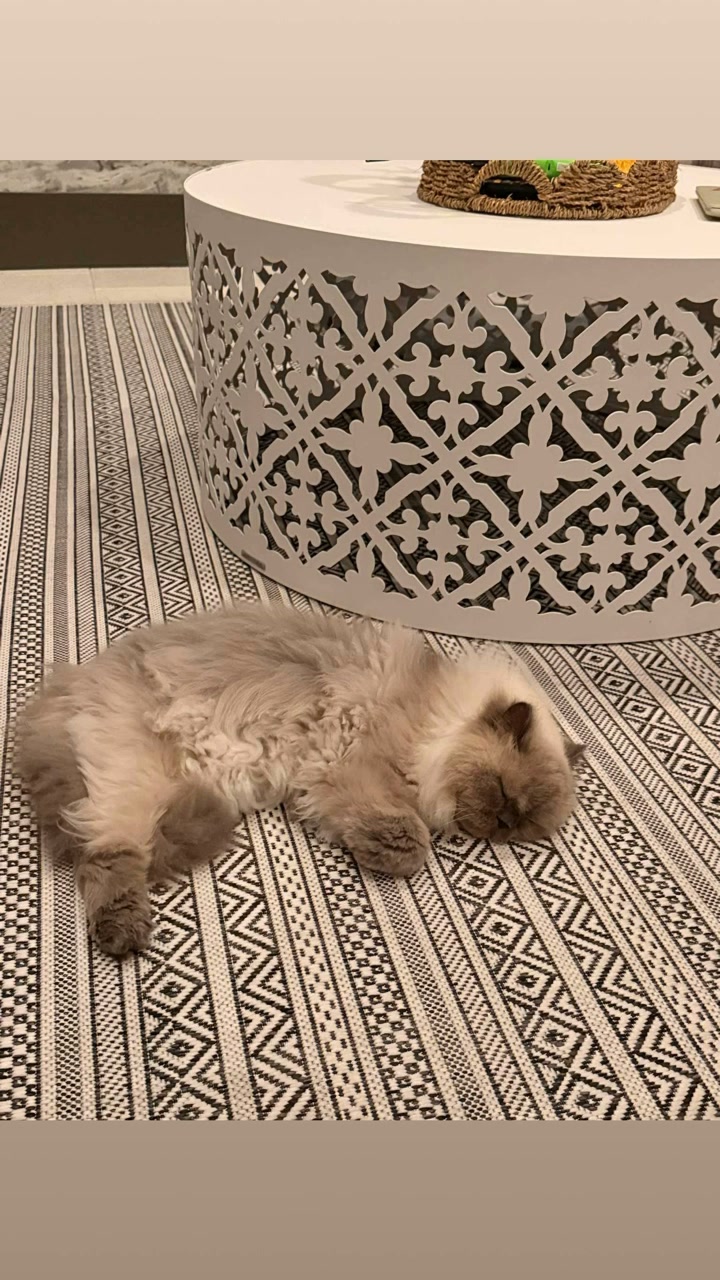 Snowy the lazy lover kitty on his vintage bed frame 😍 #whitecats