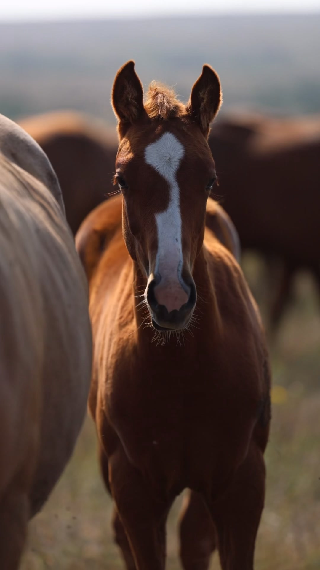 First Moonflash has built a legacy producing some of the fastest horses ...