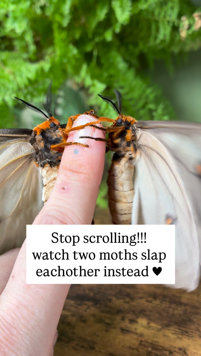 so wholesome & educational 🥰 these two ghostly silk moths emerged today ...