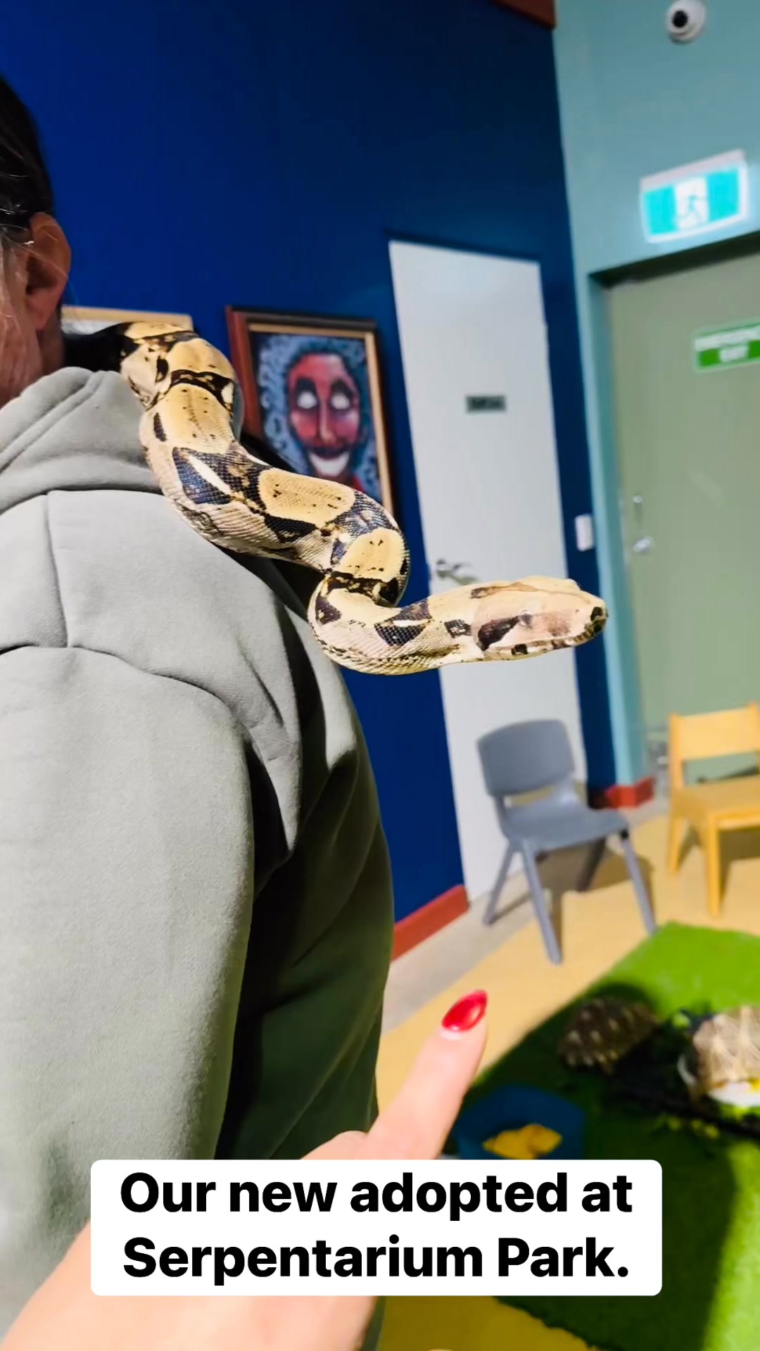 A little story of our adopted Reticulated Python. 🐍 #Retic #blue # ...