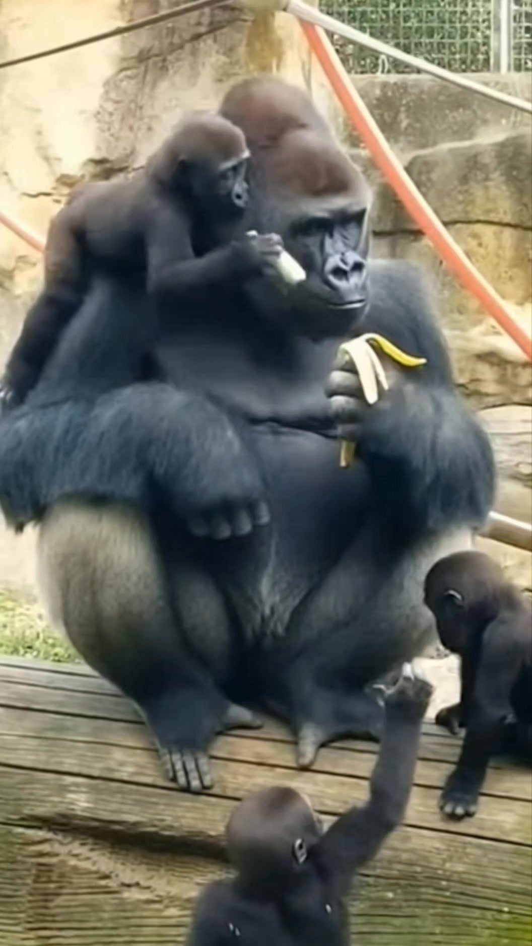 This is how a young gorilla practices being a gorilla 🦍 #gorilla