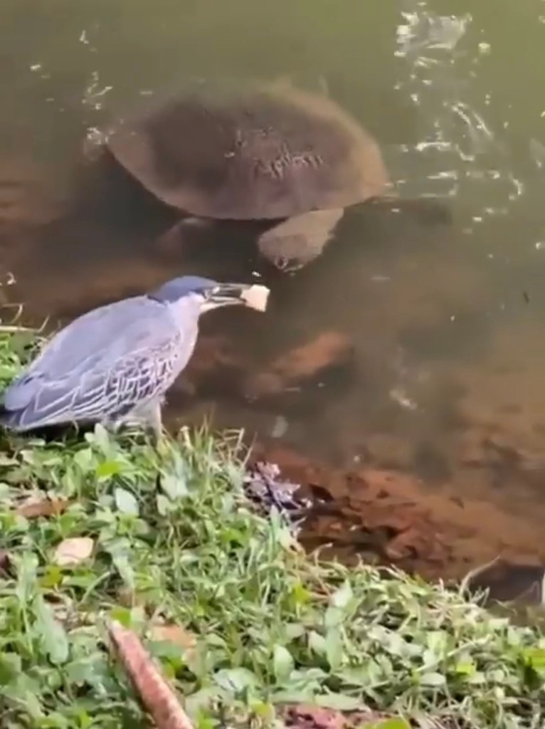 daog uses bread to lure and kill fish 'n Butter Tried fishing yesterday and didn't