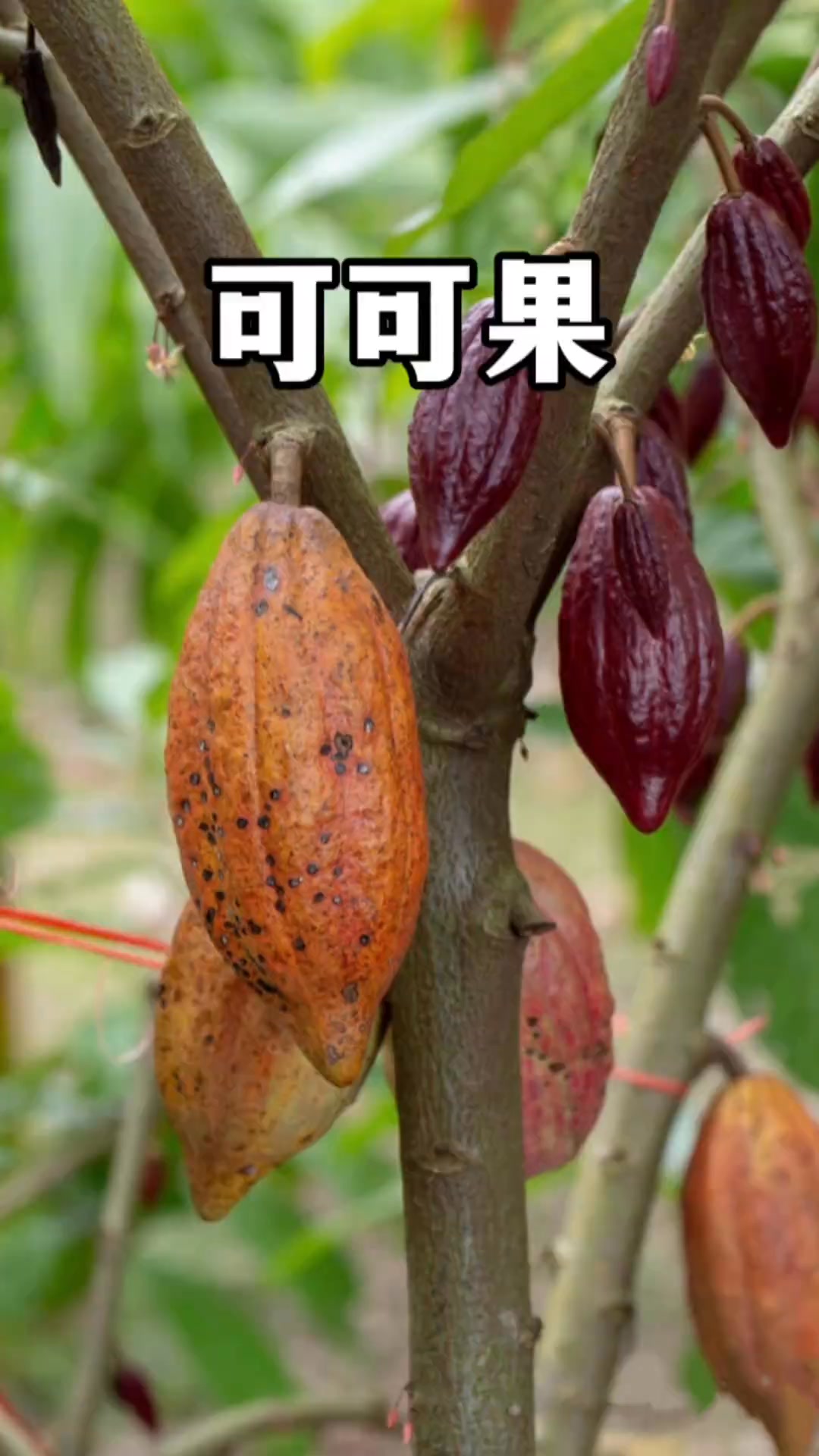 可可果：它的种子可可豆就是制作巧克力的原料，果肉酸甜可口还可以直接当水果食用。#植物科普 #一日一植物 #热带水果 | 冷暖自知-家常菜 ...