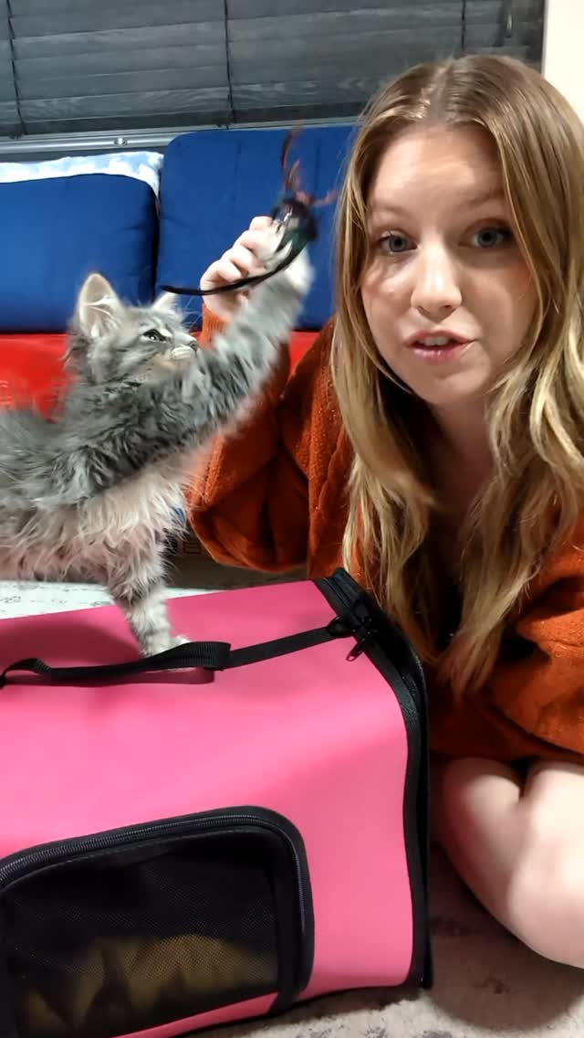 This is how you train your cat to go in a carrier! What other tips ...