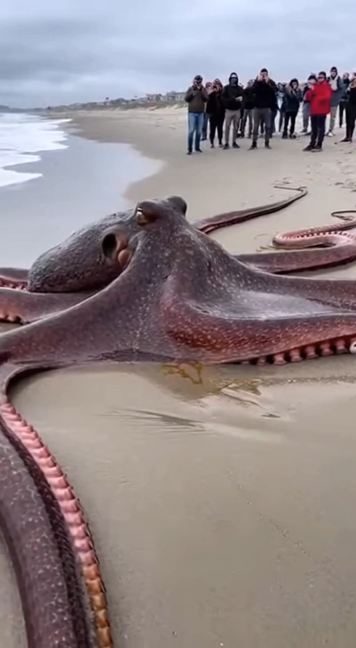 On February 18, 2026, in San Diego, California, beachgoers were stunned ...