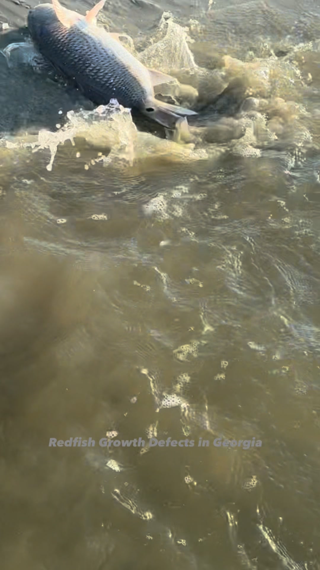 These are the kinda redfish you need in tournaments. Seems like every ...