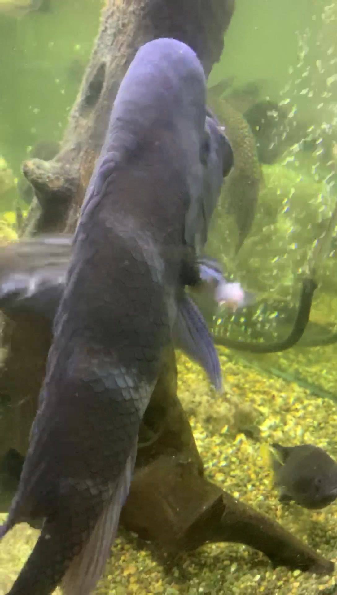 Fresh Water & aquarium fish | Hi guys could someone offer me some ...
