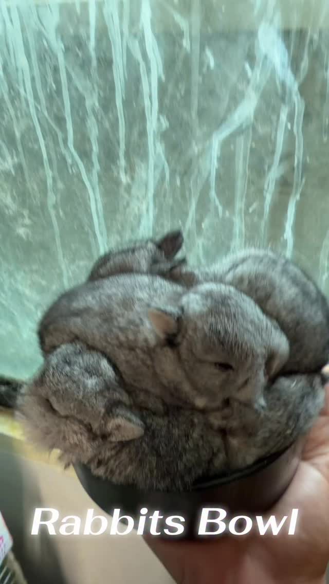 #bunny #iphone17 #netherlanddwarf #gooseberryrabbity #bunnyoftheday # ...