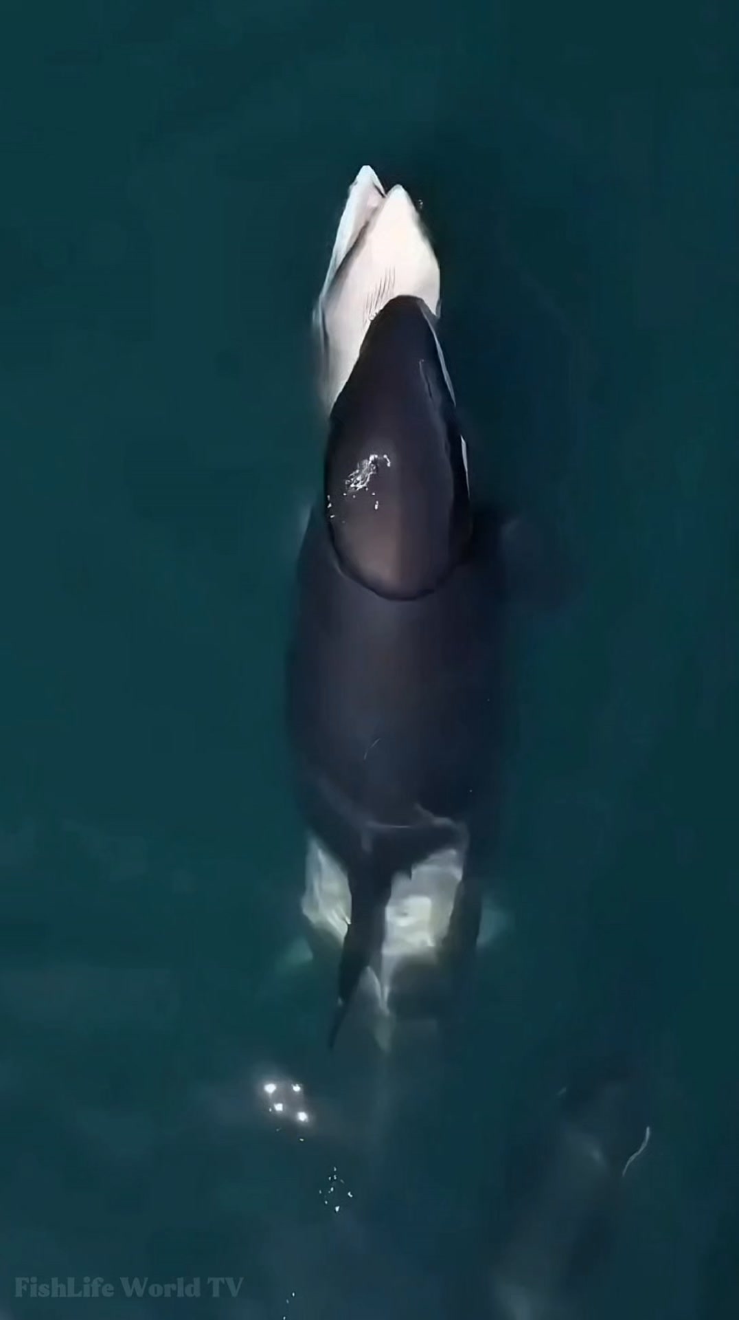 A baby gray whale is taken down by a pod of orcas, with one leading the ...
