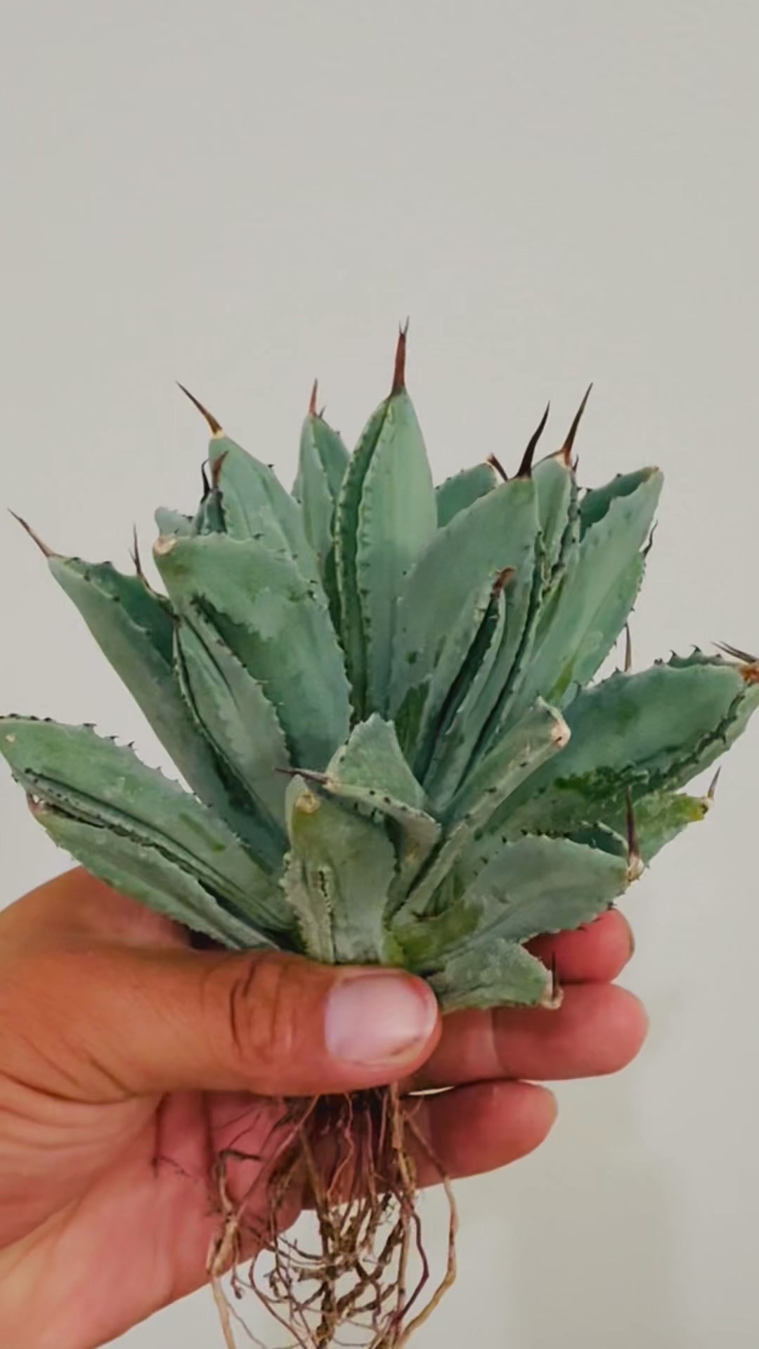 Join us for a horticultural autopsy on our garden specimen of