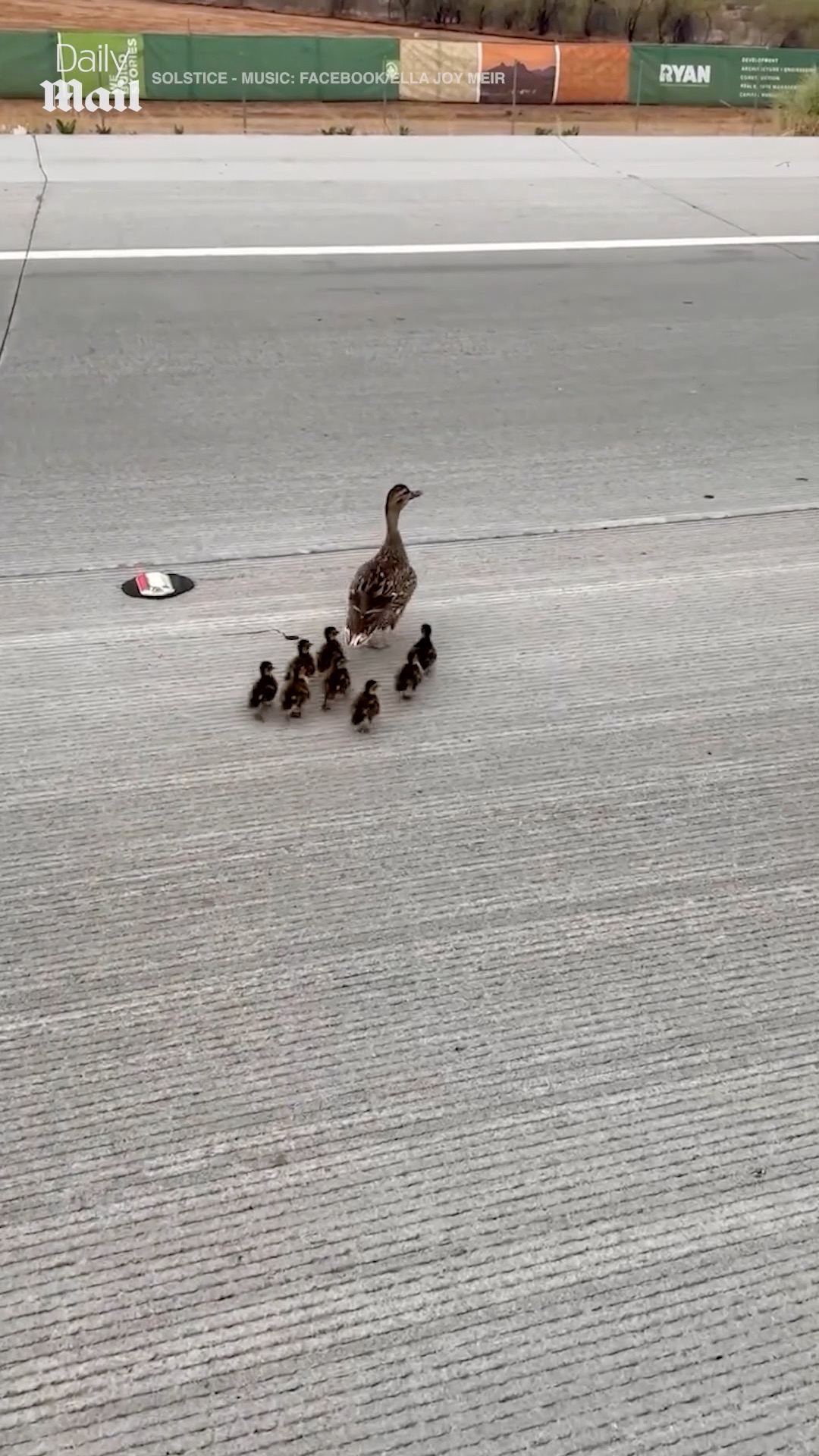 Deputies help ducks too 😍 | Daily Mail Entertainment | Facebook