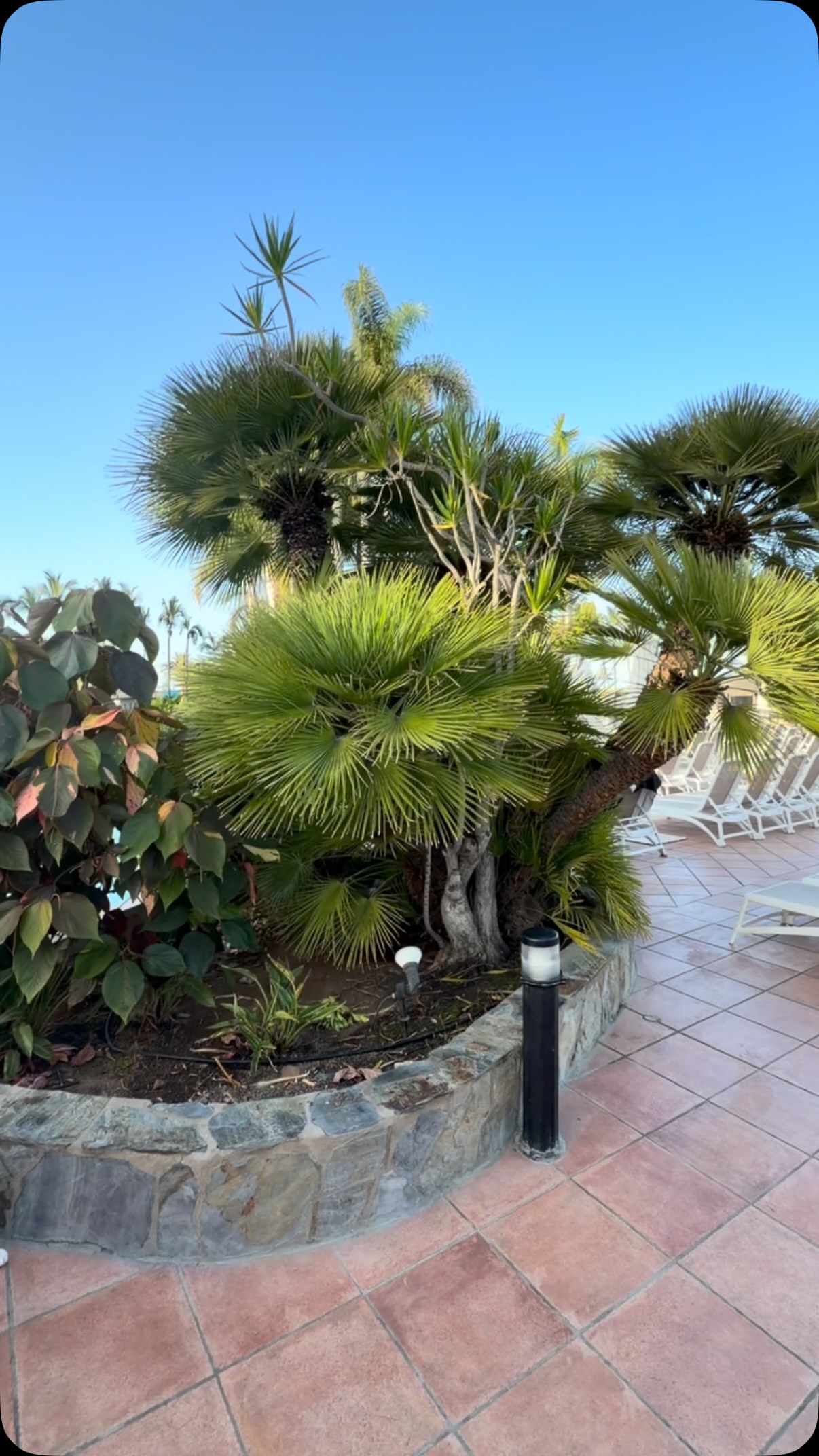Chamaerops humilis 🌴 | Palmen Riedel