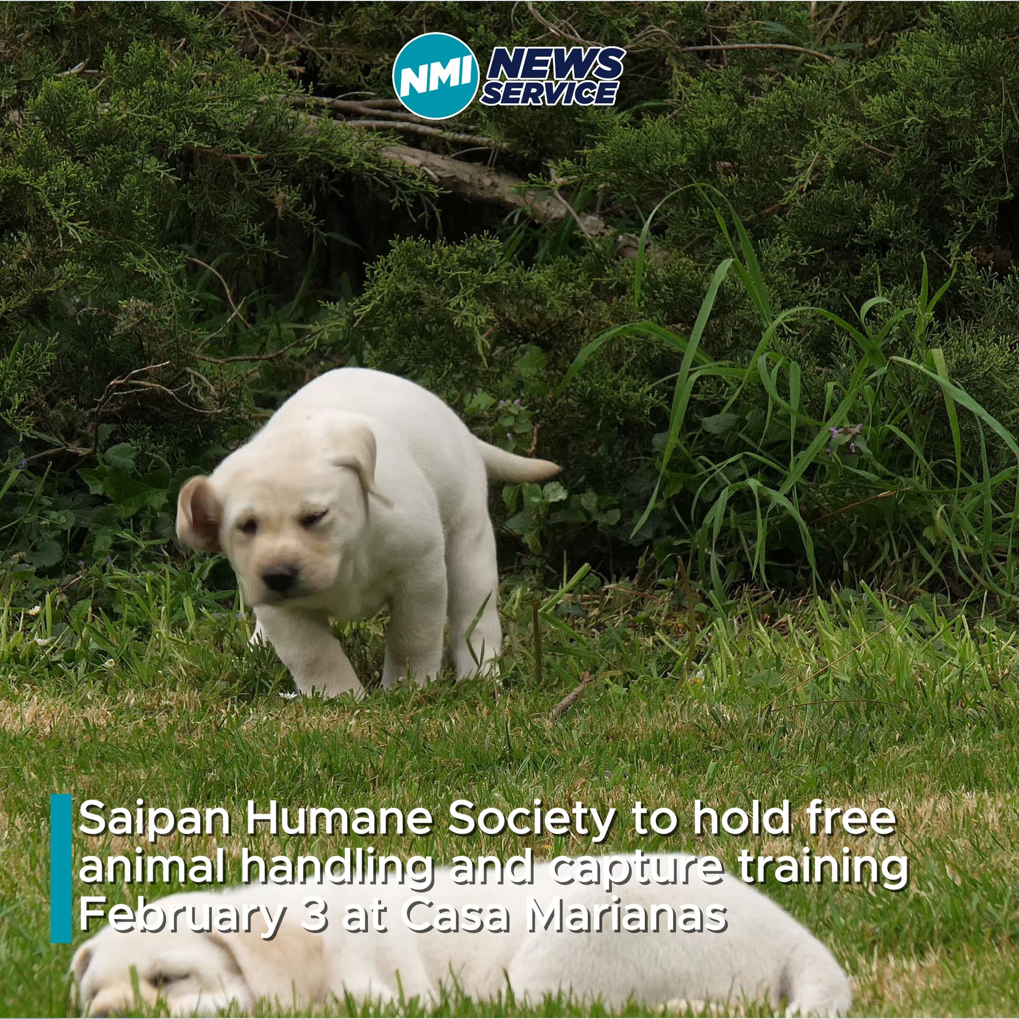 Saipan Humane Society is hosting a FREE Animal Handling & Capture ...