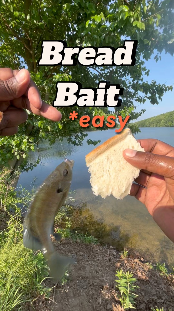 daog uses bread to lure and kill fish Haat Jigging Spoon - Wonder Using bread to catch bluegills.