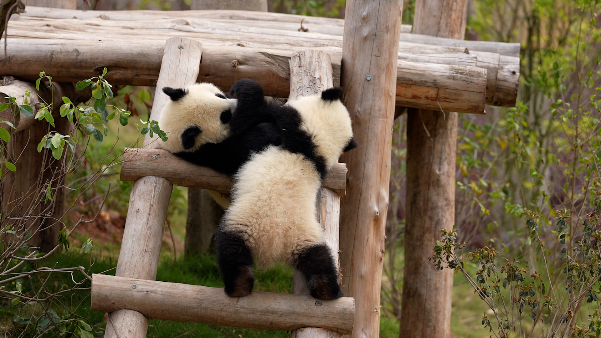 Don't blink. Panda's saying hi. Cuteness overload warning! #panda