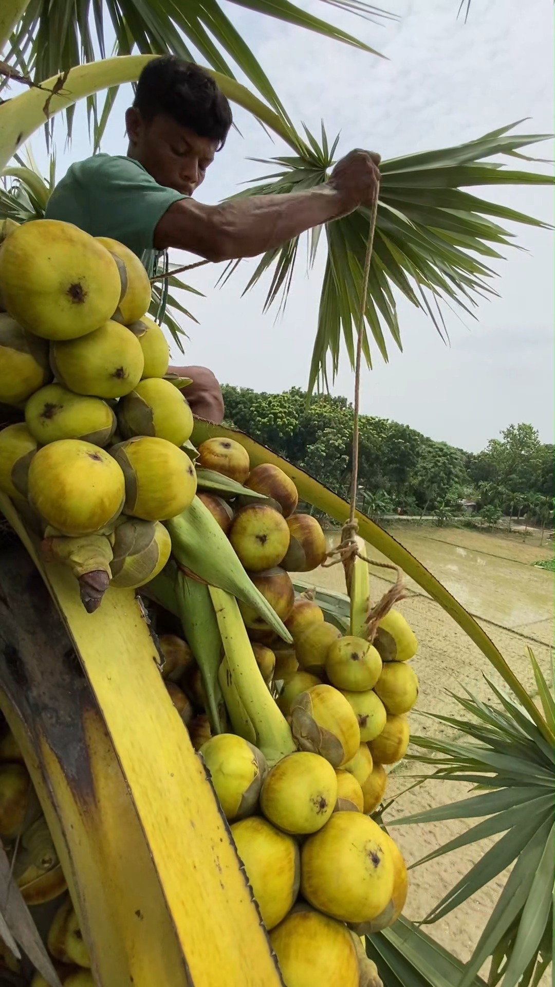Amazing Ice Apple Harvesting on Top of the Tree | FoodStuff | Facebook