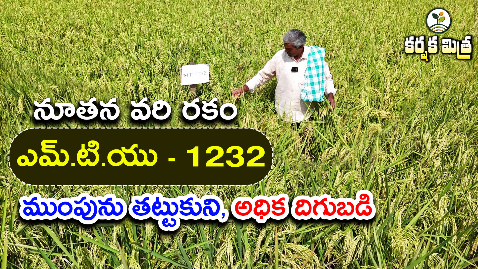 నూతన వరి రకం RGL - 7034 || పైరు పడదు అధిక దిగుబడి || New Paddy Variety ...