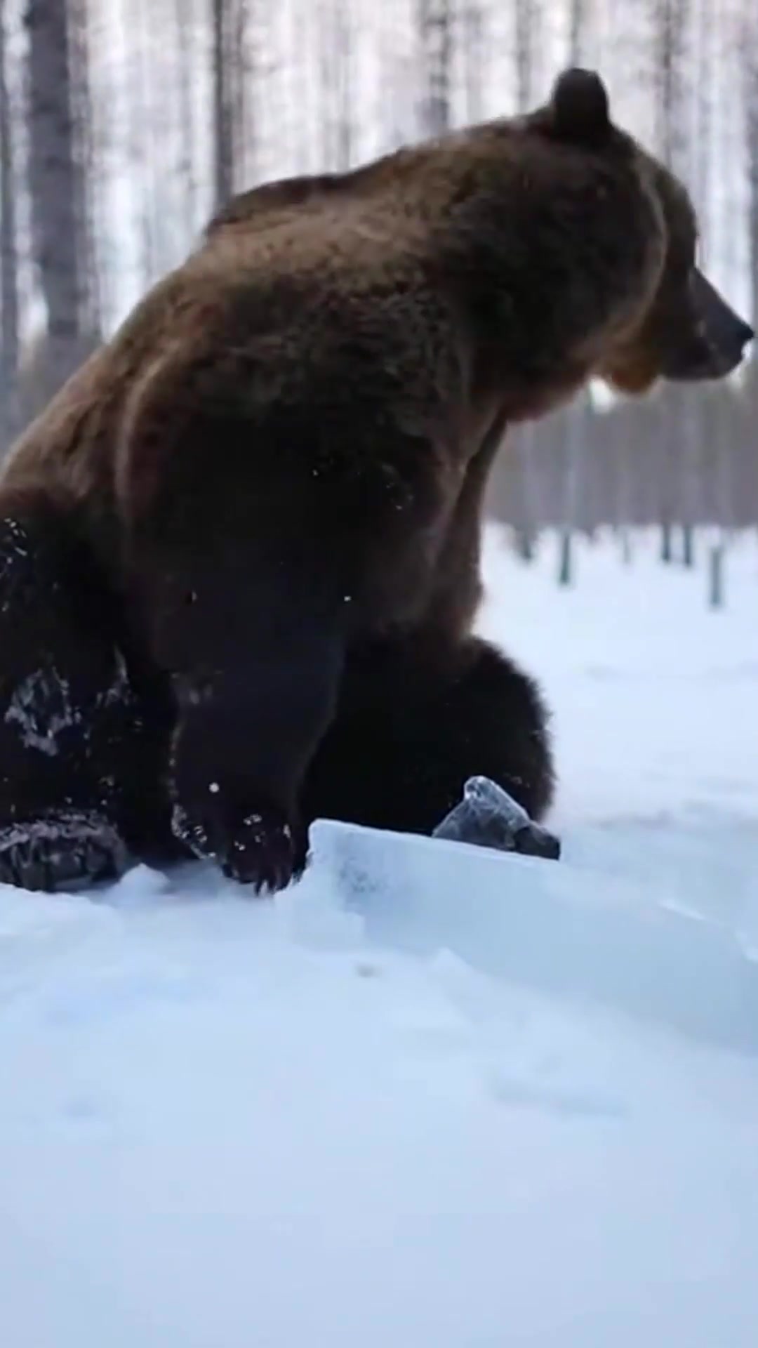 A Bear's Escape from the Ice #BearRescue #FrozenEscape # ...
