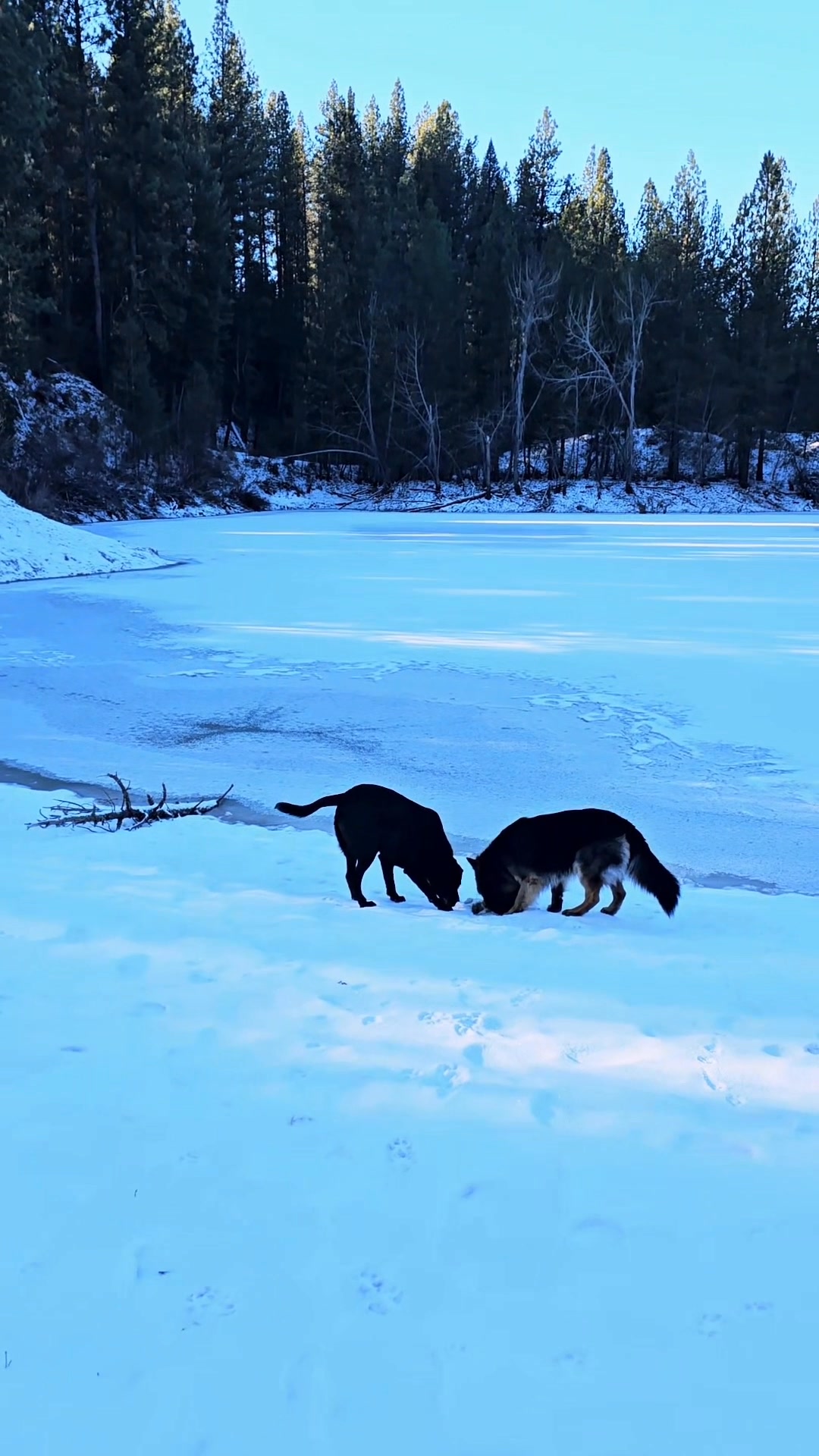 WEEKEND HIKE WITH PUPS #viral #trending #labrador #germanshepherd # ...