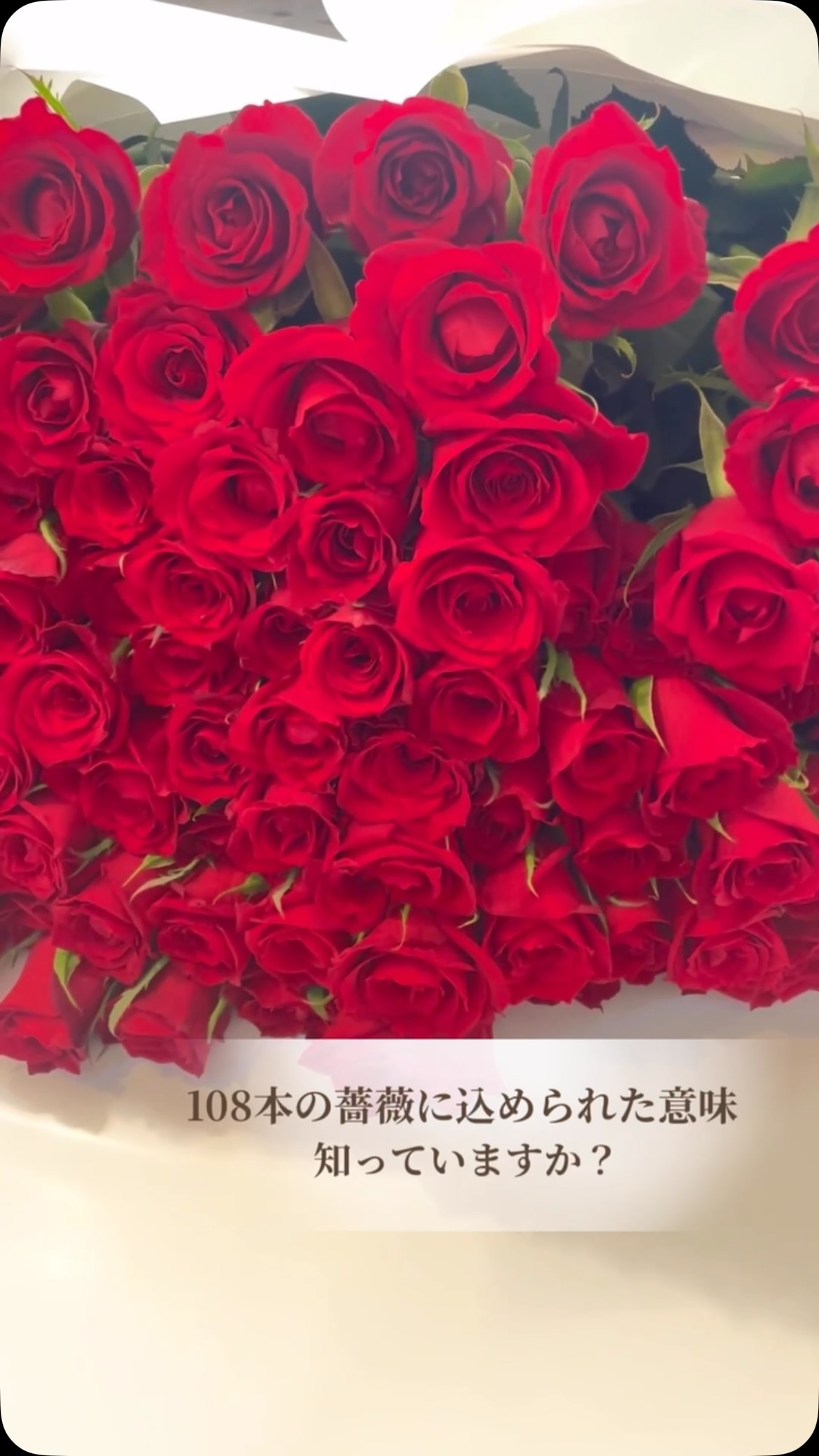 プロポーズにおすすめのバラの本数って？ #プロポーズ #バラ #花束 #花