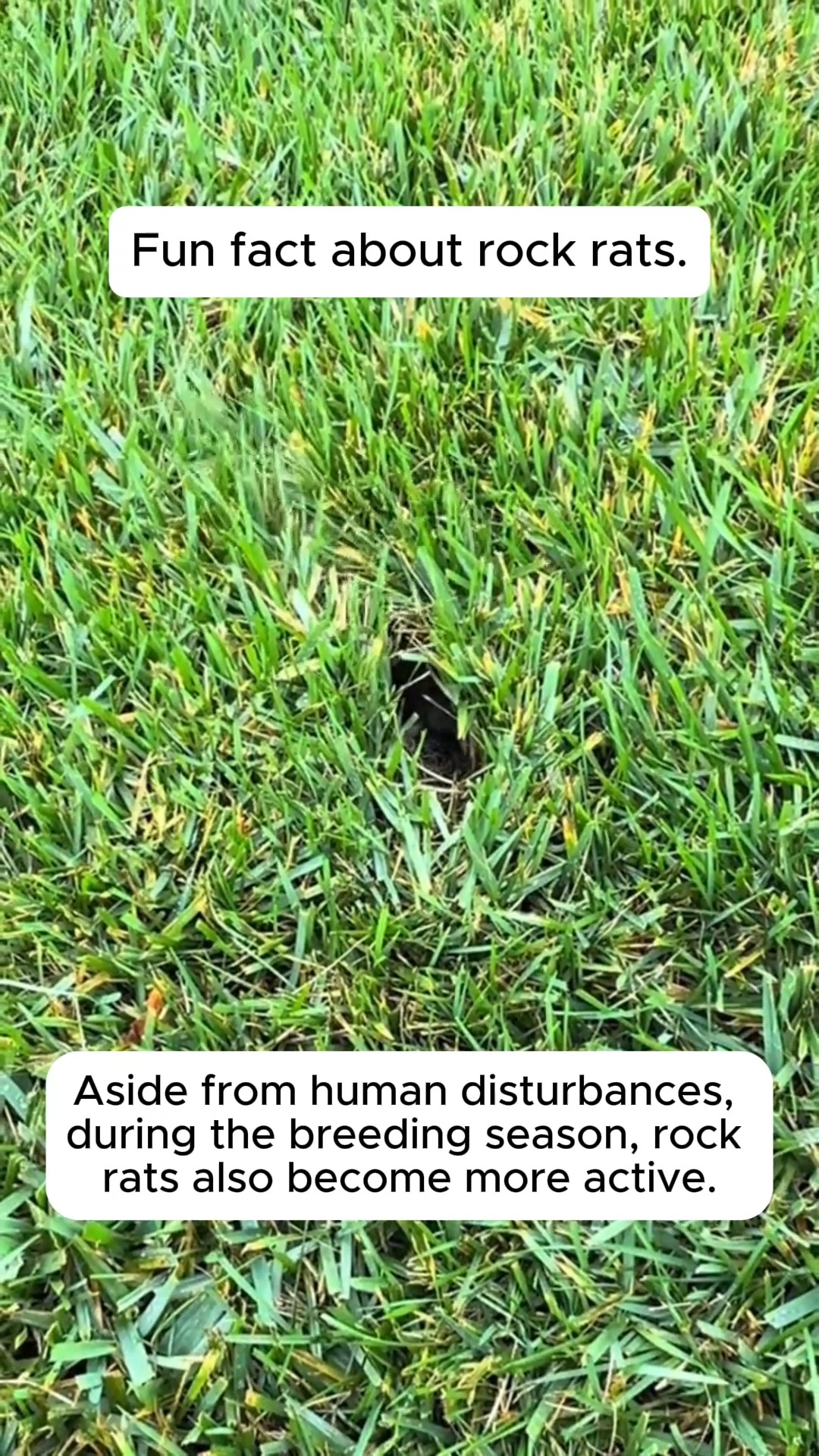 Interesting facts about rock rats #gardeningideas #gardeninglove # ...