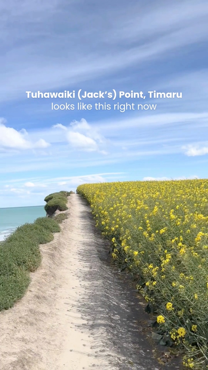 Canola fields in full bloom 💛🌼 📍 Tuhawaiki (Jack’s) Point, Timaru # ...