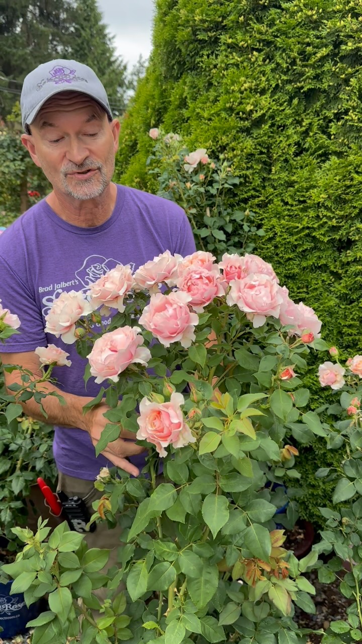 Rosé Muse Frillpleatsairlycamic Pink ruffles is just to amazing ! Super long lasting blooms. Huge