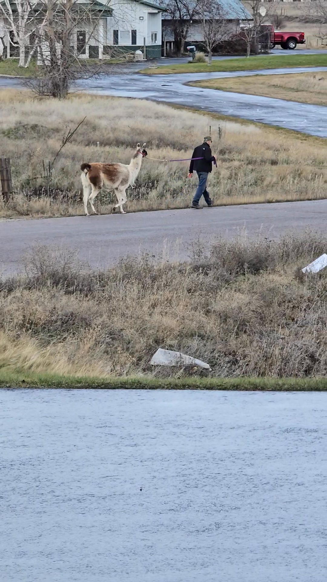 Just a man and his llama........nothing to see here 👍 | Tim Rodwell
